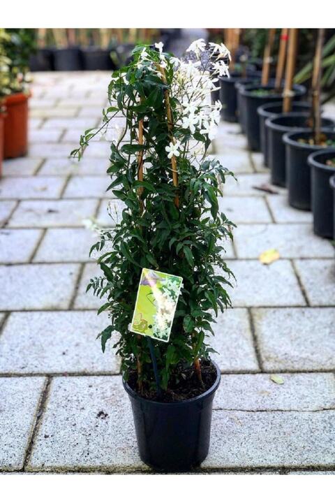 Gardenbox Ada Yasemini, Harika Koku 50-70Cm Yeni Ürün Kampanyalı Fiyat