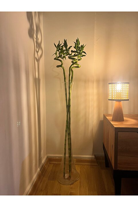 İthal ŞANS BAMBUSU LUCKY BAMBOO 100cm (3 ADET)