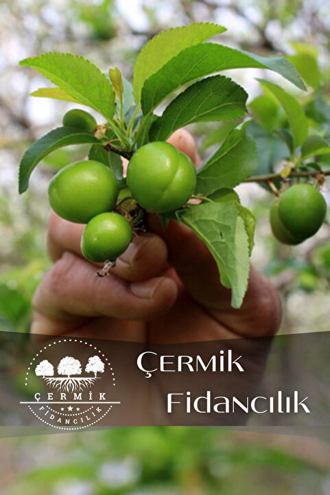ÇERMİK FİDANCILIK Bodur Yeşil Can Erik Fidanı 3 Yaş
