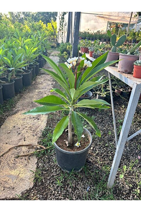 YAĞMUR FİDANCILIK Amerikan Flu Plumeria 40-50 Cm Boy