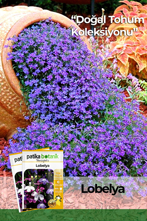 Patika Botanik 100 Adet Lobelya Çiçek Tohumu (Lobelia Erinus)