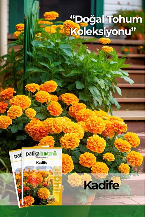 Patika Botanik 50 Adet Kadife Çiçek Tohumu (Tagetes Erecta)