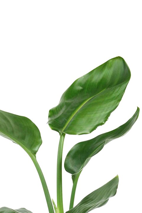 Taha Çiçekcilik Starliçe Cennet Kuşu Strelitzia 40-50cm DİKKAT!! ÖZEL KUTULU GÖNDERİM