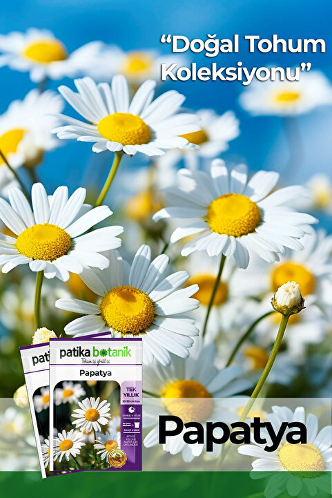 Patika Botanik 100 Adet Kır Papatyası / Tıbbi Aromatik Papatya Tohumu (Chamomillae Romanae)