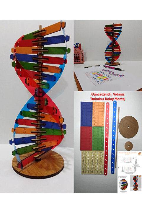 Trendy Toys Dna Modeli Eğitici Ahşap Renkli Dna Seti 30 cm