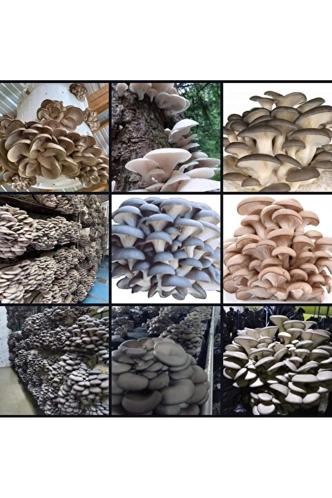 Tarımsal ve Hayvansal Ürünler 3000 Adet İstiridye Kavak Mantarı Tohumu+ Ekim Poşetleri+ Eğitim Kılavuzu+ Üzüm Fidanı Tohumu Hediye