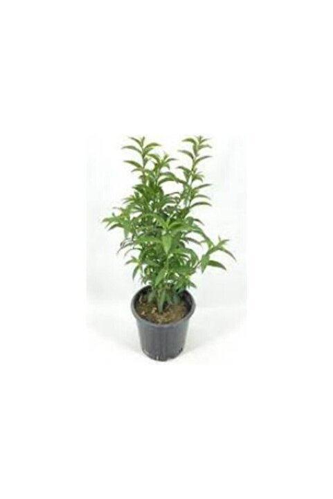 Mimoza Melisa Fidanı Parfüm Çiçeği Fidanı Perfume Flower Seedling 10-30 cm