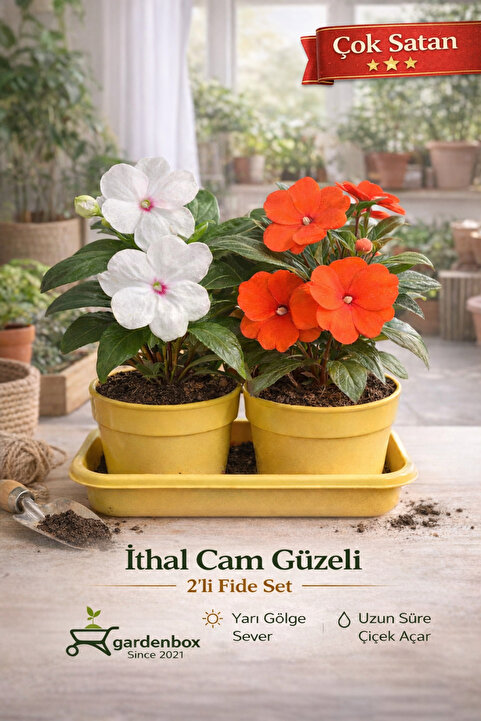 serada decor & plant Videolu Karışık 2 Adet Cam Güzeli Çiçeği 10-15 Cm Tüplü Çiçekli Bodur Bitkiler Yeni Gine