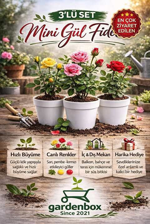 Nura Botanik 3' Lü Mini Gül Fidesi Karışık Renk 15-20cm Saksılı (Mix Rose)