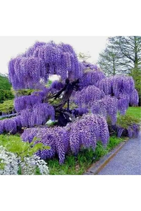 Genel Markalar Wisteria Sinensis Mor Salkım Fidanı 10-20 cm