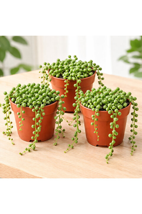 FİDEİSTE 3 Adet Tesbih Bitkisi 5,5 cm Saksıda – Senecio Rowleyanus Canlı Sukulent
