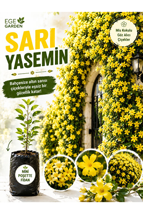 EGE GARDEN Sarı Yasemin Sarmaşığı Fidanı – Yoğun Çiçekli Bahçe Balkon ve Pergola Sarmaşığı – Tüplü Köklü