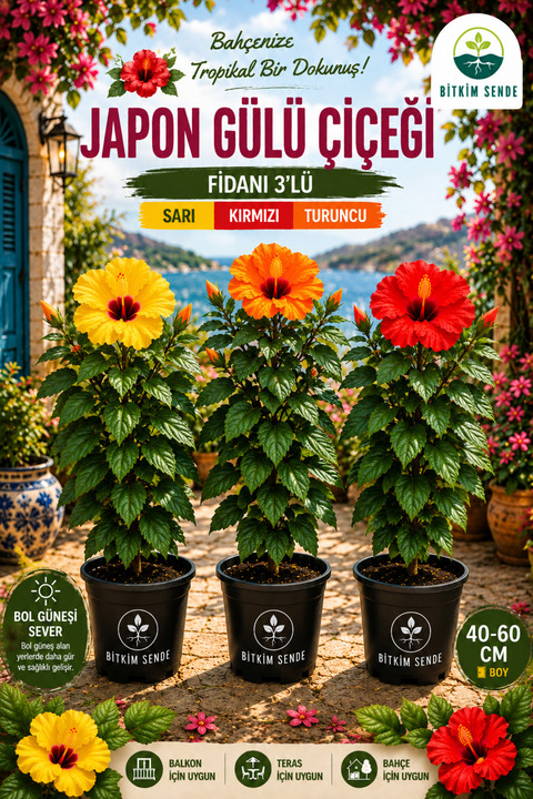 Bitkim Sende Videolu Japon Gülü Çiçeği Fidanı 3'lü Sarı Kırmızı Turuncu 40-60 Cm Saksılı Çiçekli Bodur Hibiscus