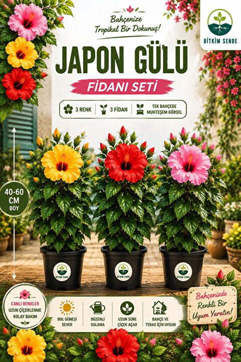 serada decor & plant Videolu 3 Renk Japon Gülü (30 50 CM)3 Adet Saksılı Çiçeki Dış Mekan Bitkisi Hibiscus Rosa-sinensis