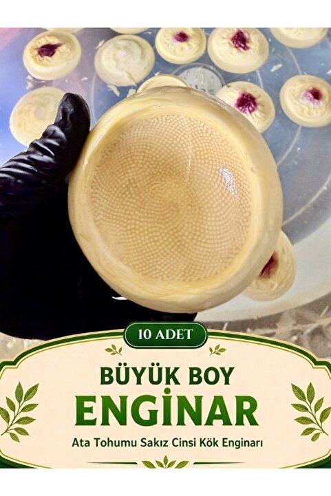 enginar mevsimi "tarladan sofranıza, doğru adres" Günlük Soyulmuş Taze Aydın Çanak Enginarı | Orta ve Büyük boy (6-9 cm) | 10 Adet