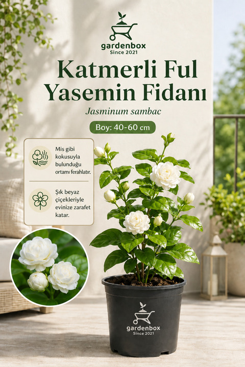 Gardenbox Katmerli Ful Yasemin Çiçeği Kokulu 1 ADET Saksılı 40-60Cm