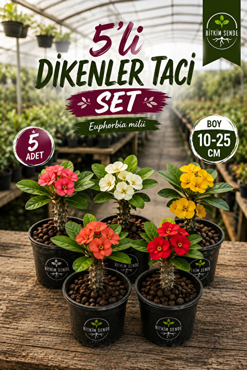 Bitkim Sende Videolu Milli Dikenler Tacı (15-25 Cm ) 5 Farklı Renk Saksılı Kaktüs Euphorbia