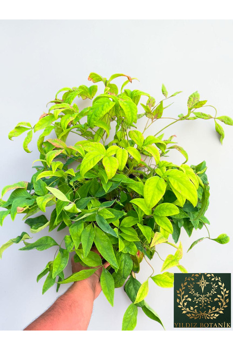YILDIZ BOTANİK Bodur Renk Değiştiren Cennet Bambusu Çiçeği Nandina Fire Power 30-40 CM