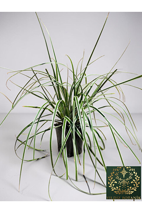 YILDIZ BOTANİK Carex Oshimensis Everest Bitkisi Alacalı Süs Çimi