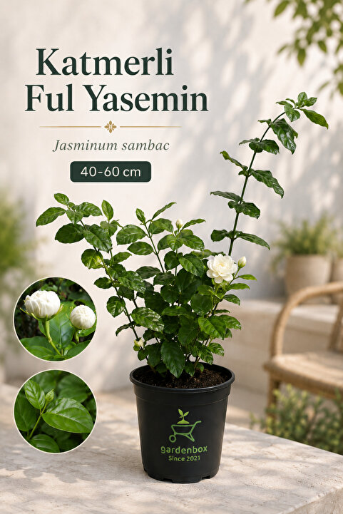 Gardenbox Harika Kokulu Katmerli Ful Yasemin Çiçeği 1 ADET Saksılı/Tüplü 30-60Cm