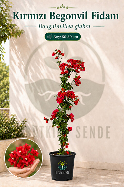 Bitkim Sende Videolu Kırmızı Begonvil Fidanı 1adet Saksılı 50-110cm (RED BOUGAİNVİLLEA)