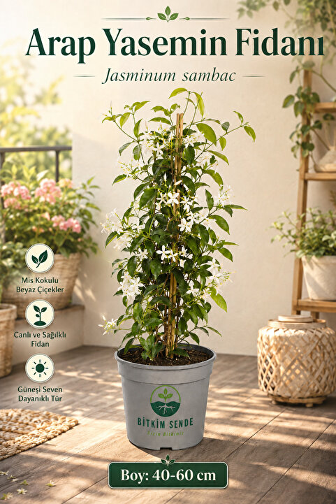 Bitkim Sende Arap Yasemin Fidanı Yoğun Kokulu (40-60cm) Saksılı