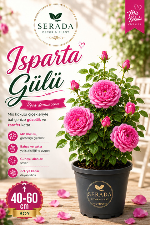 serada decor & plant Videolu Isparta Gülü Yoğun Kokulu Pembe Renkli Reçellik (30 60 Cm)1 Adet Tüplü Aşılı Gül Pink Rose