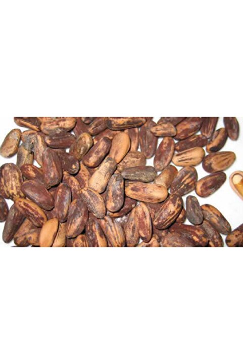 ÜNLÜ ŞİFA Ünlü Şifa Çam Fıstığı Kabuklu Yeni Mahsül 1 Kg