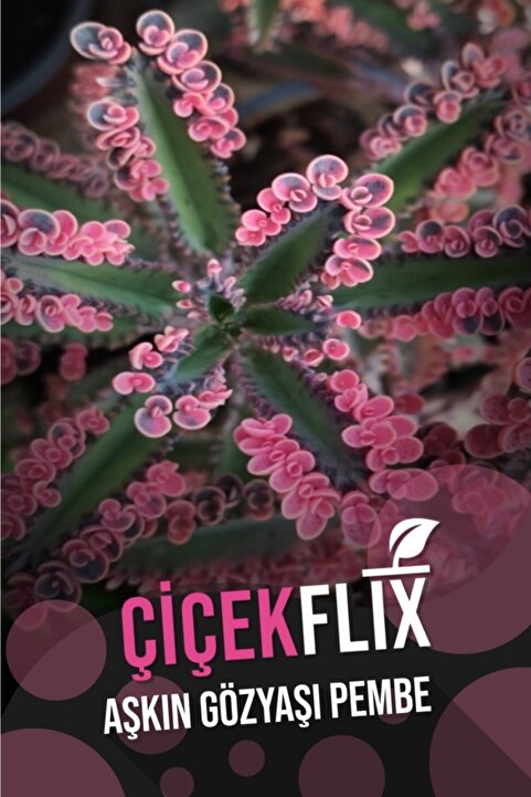 ÇİÇEKFLİX Aşkın Gözyaşı Pembe 1.kalite Özel Seri Nadir Tür