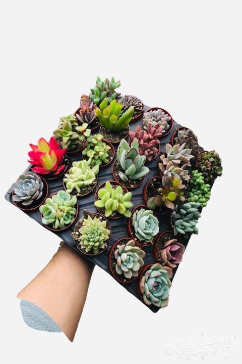 EGZOTİKBAHÇE Sukulent Seti 10 Adet Farklı Succulent Mix Dolgun Formlu Çeşit