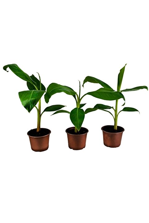 YAĞMUR FİDANCILIK 3 Adet Muz Fidanı - 30-60 Cm