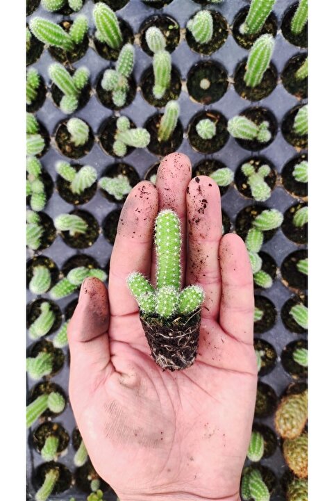 Ravza Çiçekçilik Echinopsis Chamaecereus ( Yılan Kaktüs ) Fidesi