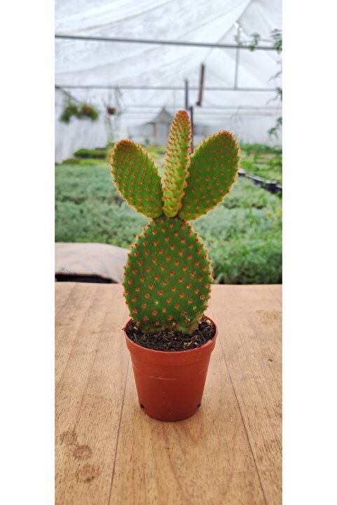 Ravza Çiçekçilik Opuntia Microdasys Rufida(kırmızı Tavşan Kulağı) (5.5 Cm Saksıda) Tüylü Sukulent