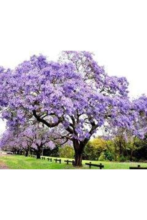 Genel Markalar Dünya'nın En Hızlı Büyüyen Ağacı Paulownia Fidanı(10 Adet Boy 20 Ila 30 Cm )