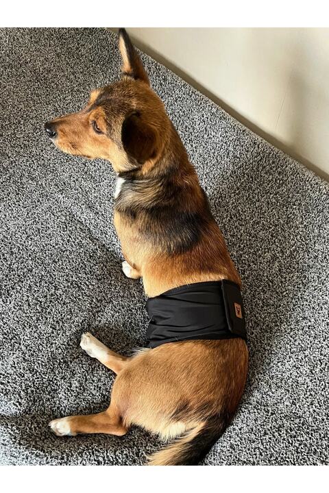 UTDpet Erkek Köpek Ciş Bel Bandı Külot Pedli Yıkanabilir