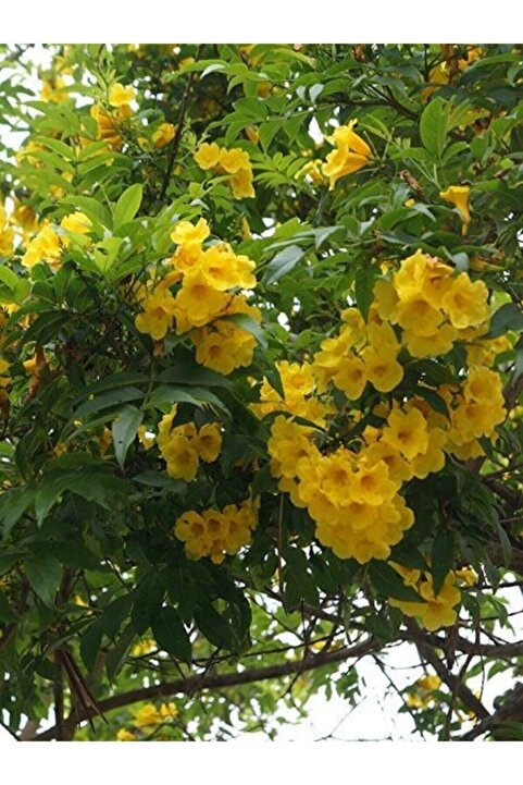 Bitkim Sende Videolu Sarı Acem Borusu Çiçeği 3 Adet 40-60 Cm Dış Mekan Bitkisi ( Yellow Campsis Grandiflora)