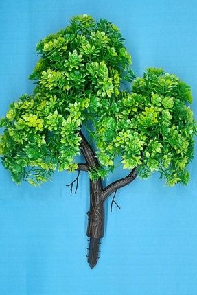 fil ağacı fidanı bonsai yapımına uygun ağaç - 176,73 TL