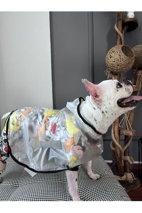 Pet clothes online store near me