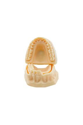 Silikon Ağız Diş Dikiş Ortodontik Alt Çene Sütür Gömülü Diş Çalışma Maketi Eğitim Modeli