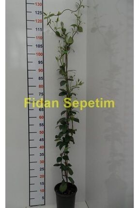 fidan sepetim arap yasemini fidani fiyati yorumlari trendyol