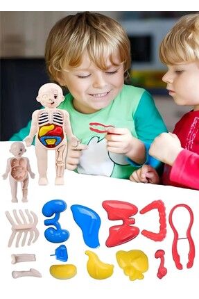 Eğitici Oyuncak Insan Vücudu Anatomisi Organ Bulmaca Puzzle Bultak Yapboz Montessori