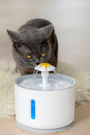 Pet Kedi Köpek Için Otomatik Su Pınarı Su Çeşmesi Su Sebili 2.4 lt Usb Ile Çalışır