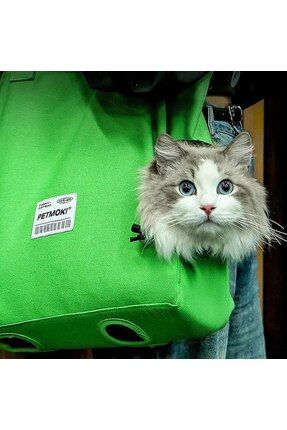 Kedi el taşıma çantası - terrier gezdirme .