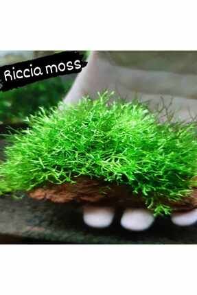 Riccia Moss Canlı Bitki 5x5Cm Yeni Sarım