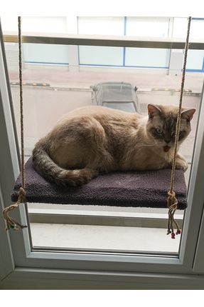 Vantuzlu Kedi Hamağı Cam Ve Duvar İçin Kedi Yatağı - Gri