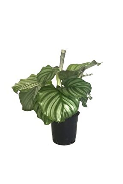 Calathea Orbifolia - Ev Ve Ofis Bitkisi - Dua Çiçeği CALOR