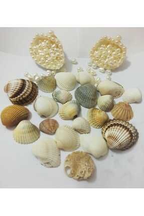 Doğal Deniz Kabuğu 30 Adet - Dekorasyon, Akvaryum, Tetaryum, Fanus Ve Hediyelik Süs Eşyası