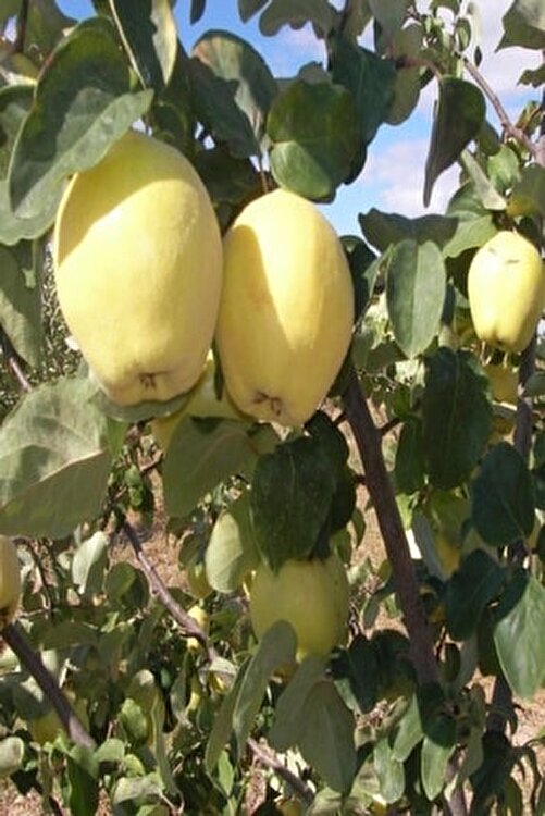 Bilgarden Tuplu Asili Bol Verimli Midilli Ege 25 Ayva Fidani Fiyati Yorumlari Trendyol