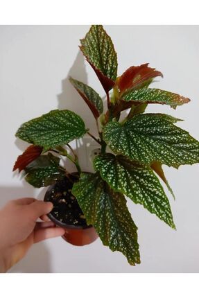 🌸 Çilli Begonya Çiçeği - Şimdi İndirimde! 🌸 Çilli Begonya Çiçeği - Şimdi İndirimde!