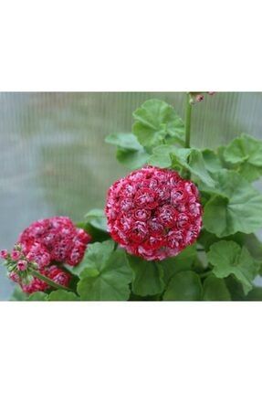 10 Adet Renkli Gül Sardunya Çiçeği Tohumu UDNMVCYT2647